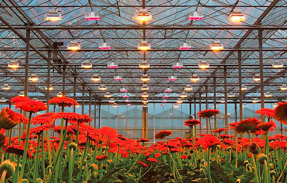 LED Lights for Horticulture
